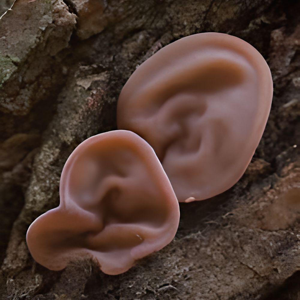 Ginkgo Biloba, Magnesio y CoQ10: la tríada nutricional para la microcirculación coclear